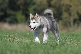 ALASKAN MALAMUTE 124